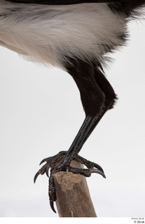 Common magpie Pica pica leg 0008.jpg